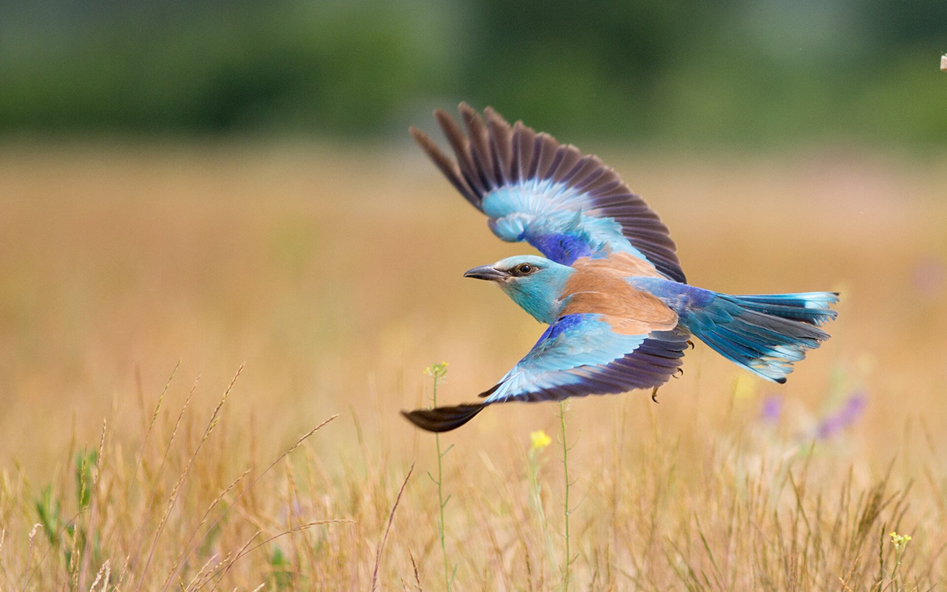 开云网页版登录入口-VALORANT 战队阵容调整成效显著，valorant联赛