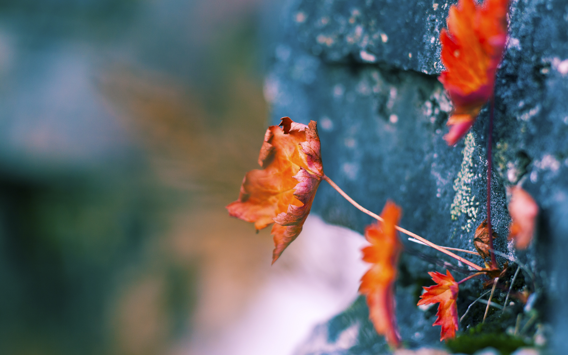 开云平台-意甲球员健康状况持续改善，比赛水平提升，意甲 球员
