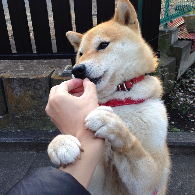 开云官方-意甲球员表现稳定，带动球队向前，意甲球队阵容