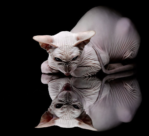 开云网页版登录入口-竞速与安全：F1未来的发展方向，f1比赛安全车