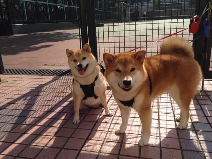 开云官方网站-足球赛事短视频剪辑大赛掀起创作热潮，足球剪辑视频素材
