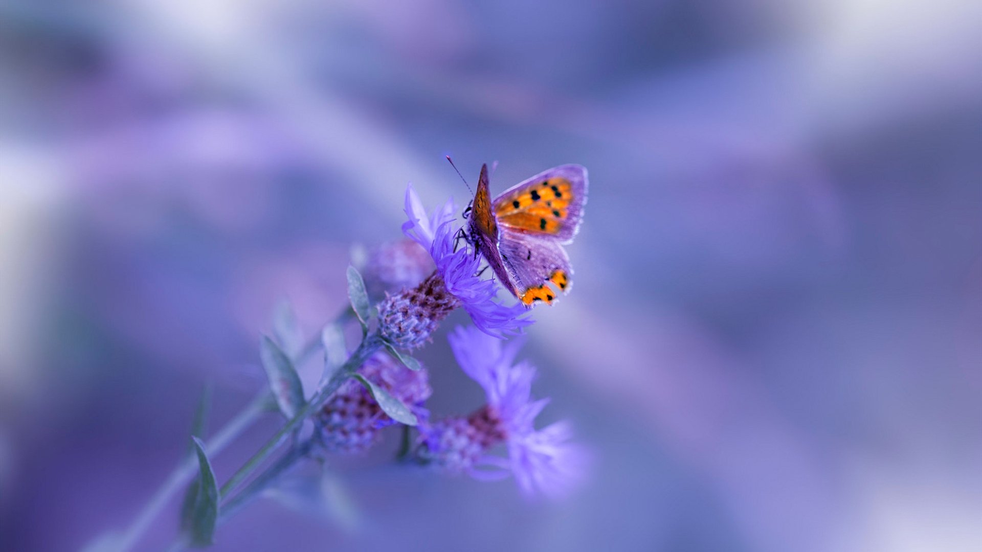 开云网站-体育竞技场面激烈刺激，球迷心情澎湃，竞技体育的残酷的句子