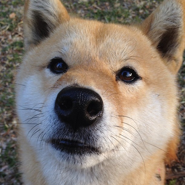 开云官网APP下载-威尔士国家队计划调整阵型备战国际比赛，威尔士国家队最新阵容