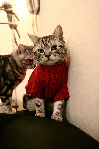 开云官方网页登录-掘金击败步行者,常规赛巅峰对决中约基奇贡献关键助攻,约基奇三双掘金大胜雄鹿