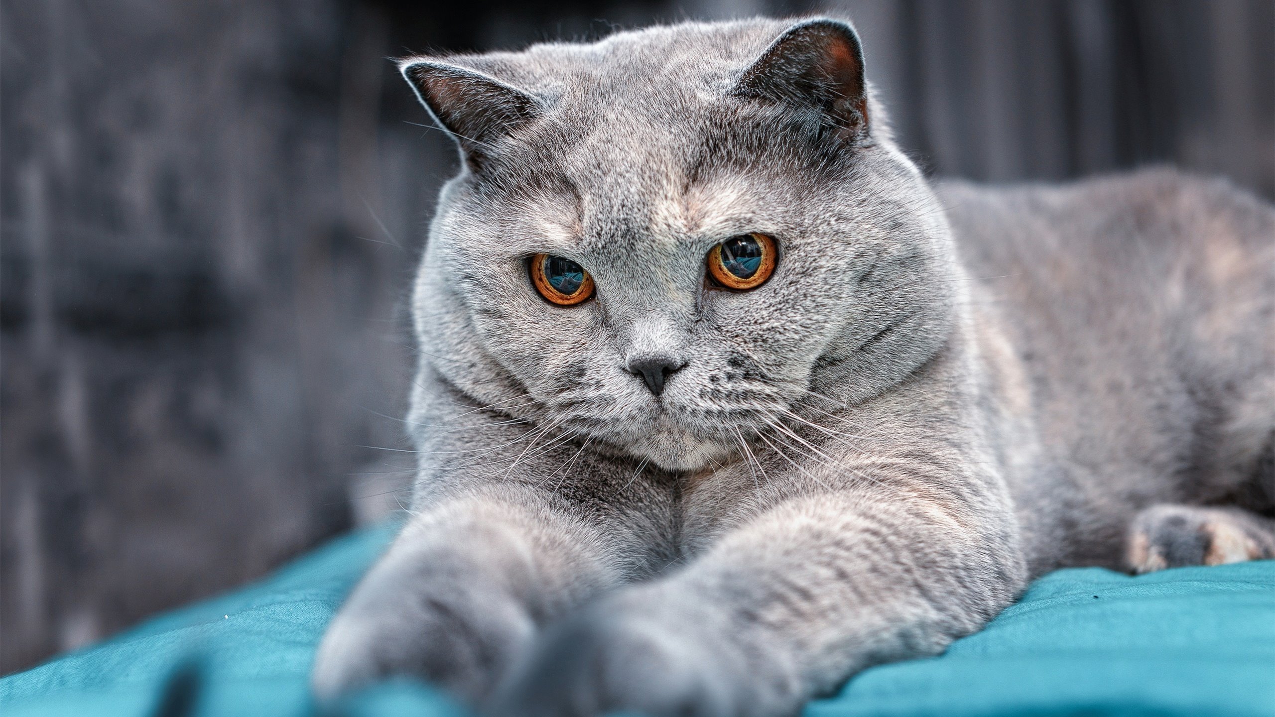 kaiyun登录入口-摩纳哥悲惨失利，球队现在岌岌可危，摩纳哥首发