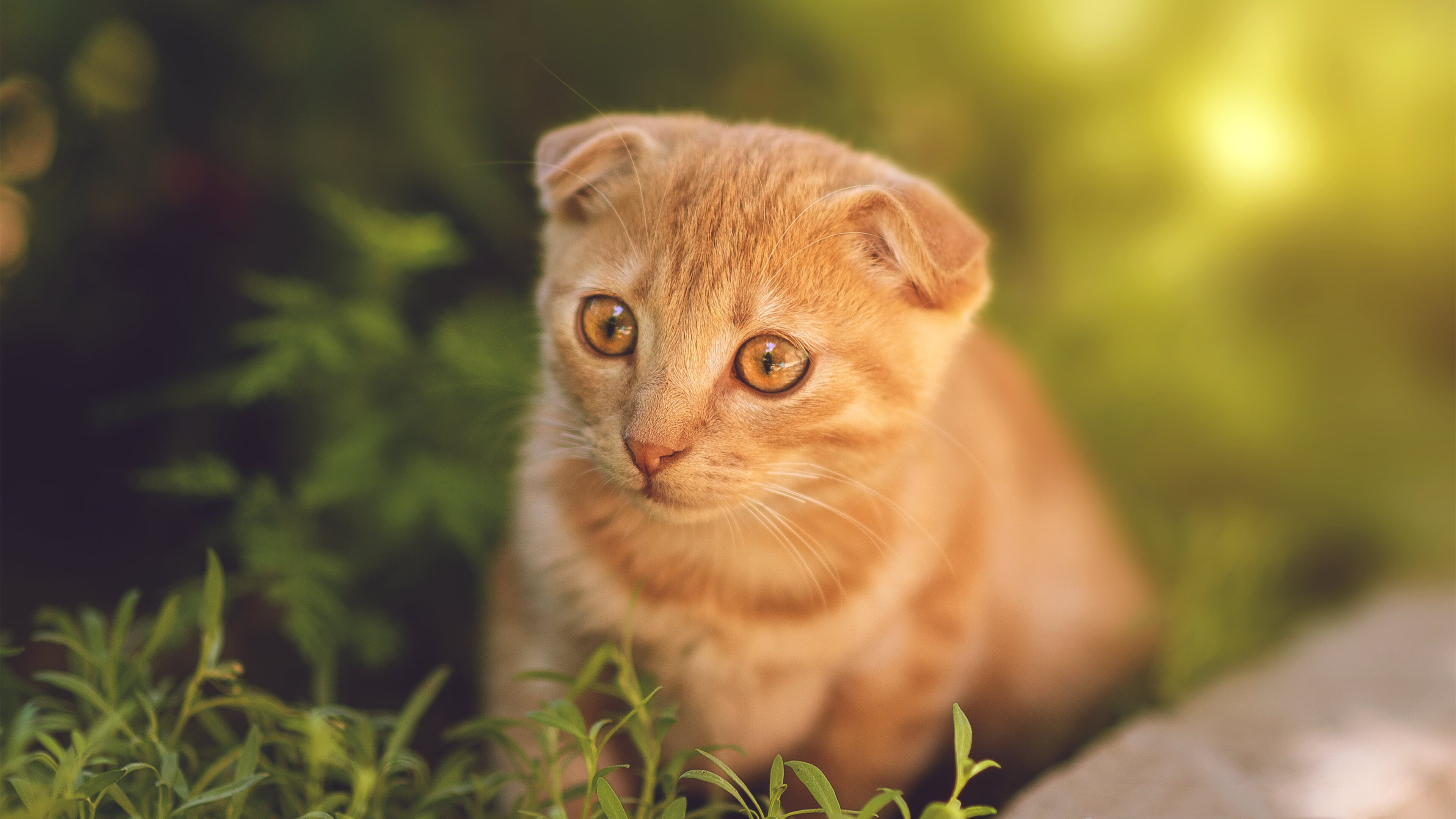 开云平台-西班牙再现“无锋战术”经典演绎