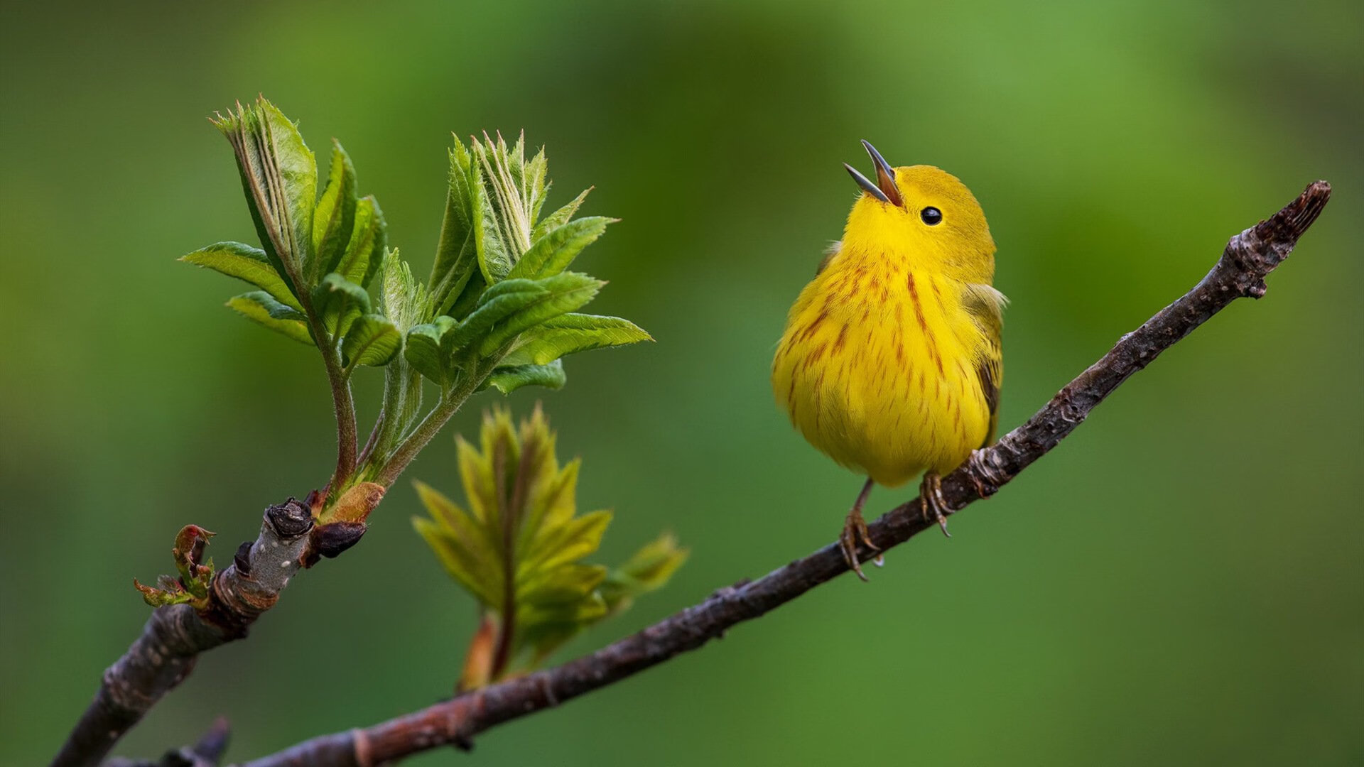 开云官网APP下载-中国篮球教练员战术执行力提升策略,篮球教练怎么布置战术