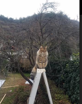 开云·体育官网-波兰队赛制解析：如何通过灵活的阵容布置提高比赛优势，波兰队 阵容