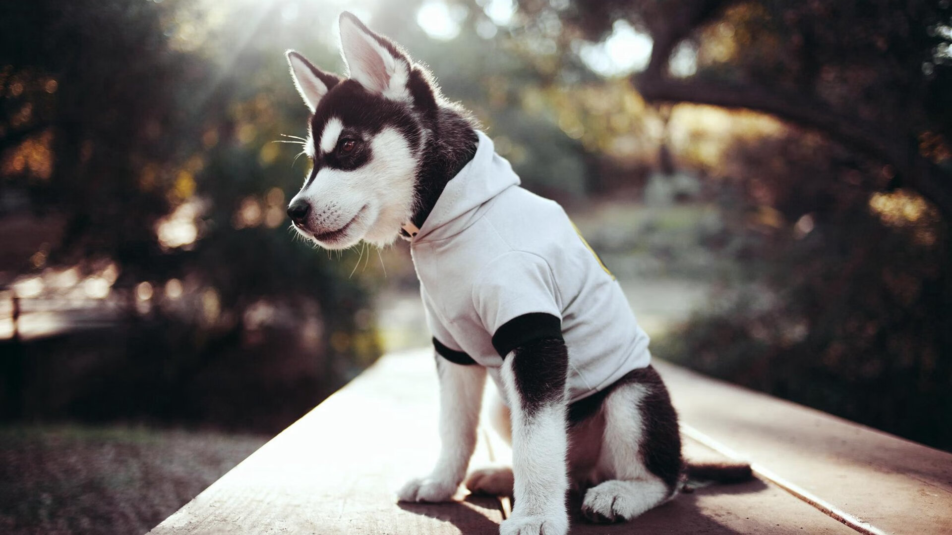 开云网页版登录入口-短道速滑训练营侧重技术细节优化，短道速滑基础教学视频