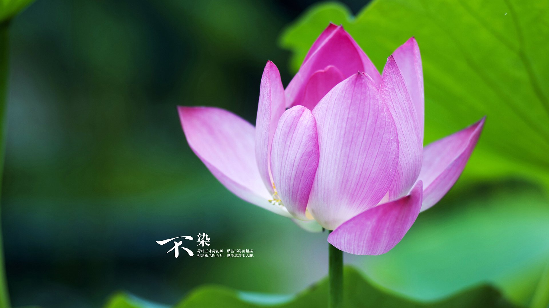 kaiyun体育综合-詹皇浓眉双核如何统治西部，詹皇浓眉照片